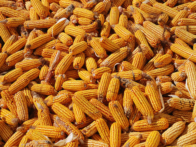 黃曲霉毒素主要存在于什么食品中