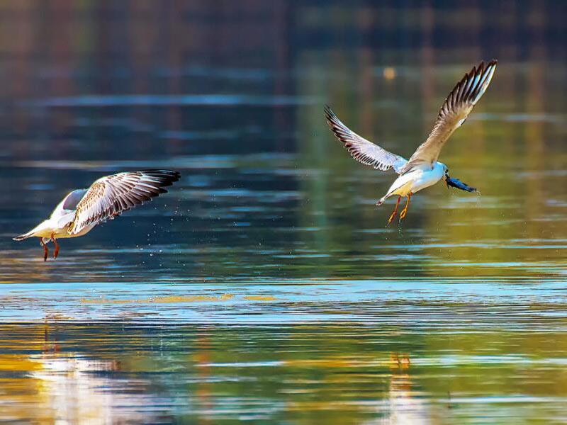 BOD測定儀大概多少錢一臺