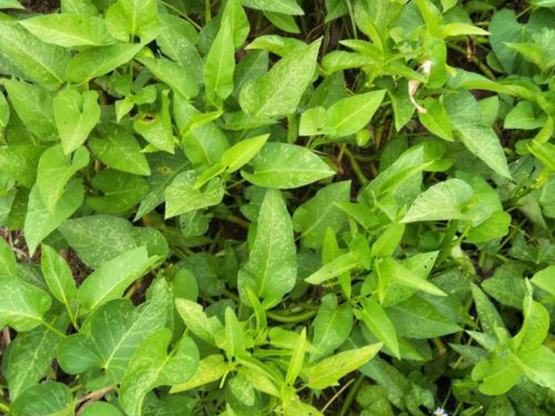 淺析四種葉綠素測(cè)定方法