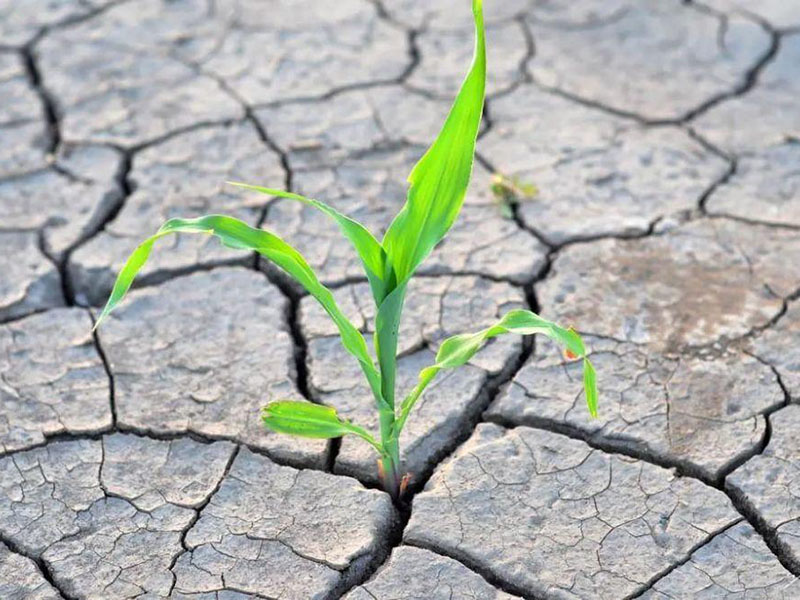 土壤鹽分速測(cè)儀 土壤鹽分速測(cè)儀